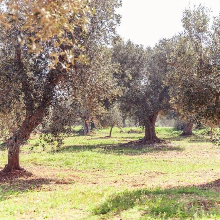 Trullo magico - Appartamento con 1 Camera da Letto - 17