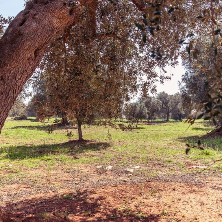 Trullo magico - Appartamento con 1 Camera da Letto - 27