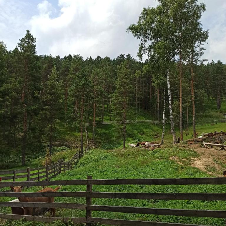 Kuća za odmor-Aleksandra - Vikendica - 16