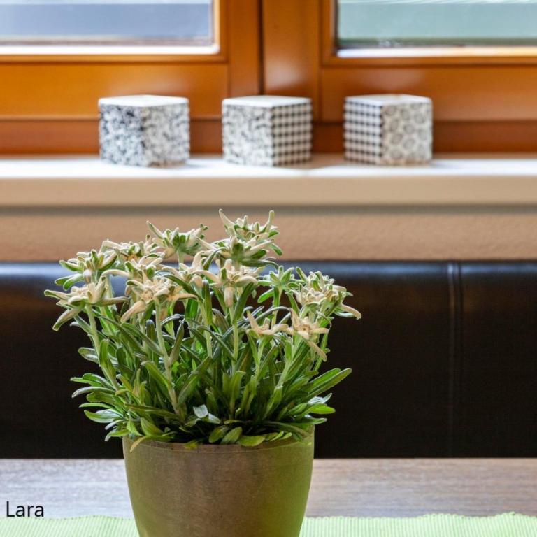 Appartement Lara & Lea - Apartamento de 3 dormitorios - 16