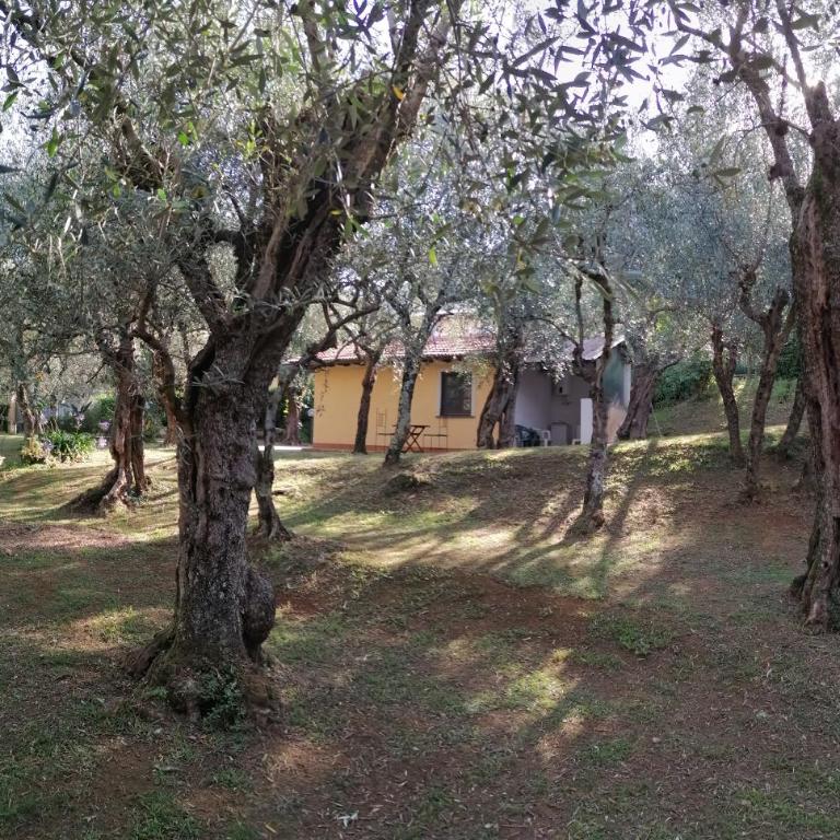 Casina Versilia - Studio-Apartment - 9
