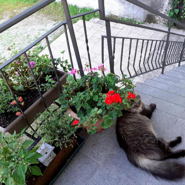 Le Girandole - Appartamento con 2 Camere da Letto - 12