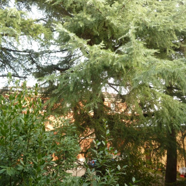 LA STANZA SUI CEDRI - Smart working - Airport - Private Parking - Ducati - Philip Morris - Appartamento con Vista Giardino - 5