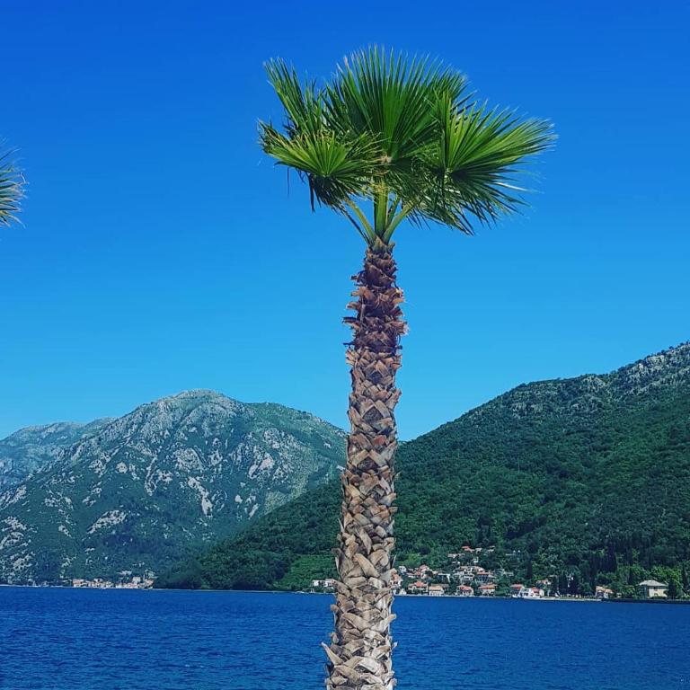 Apartman Taraca Villa Knezevic - Apartment with Garden View - 2