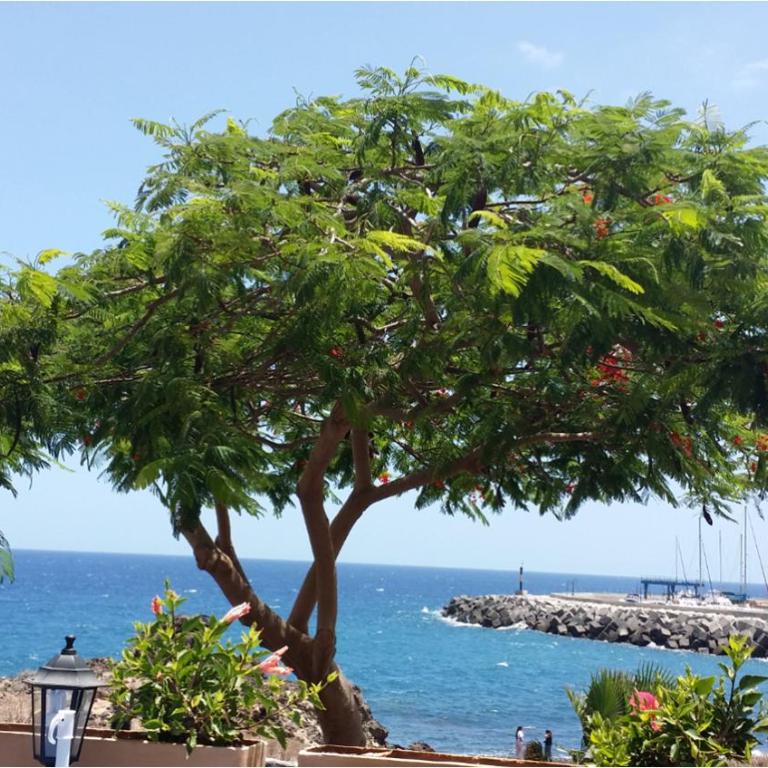431 - Edif Aguamarina - Vacation Rental Home in the coast line of Golf del Sur - Apartamento de 1 dormitorio - 50