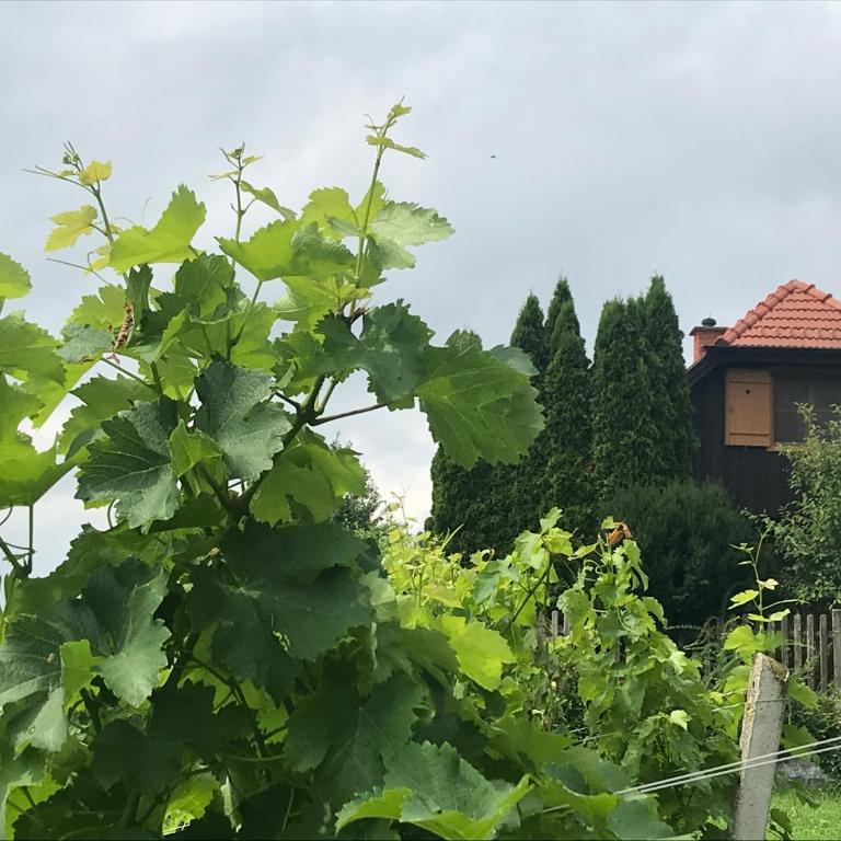 Kranach 5 - Wohnen beim Wein - Casa Vacanze - 21