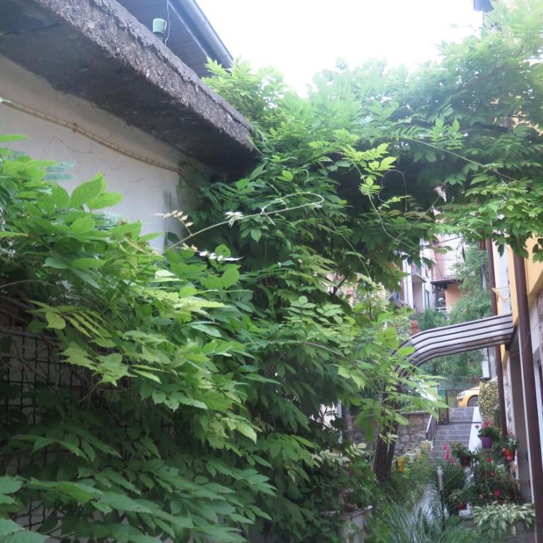 Guest House Pavlovic - Studio sa Vrtom (2 Odrasle Osobe) - 15