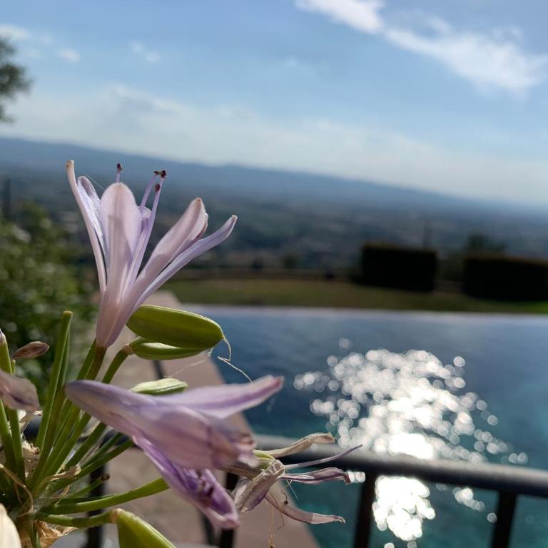 Domus Clara - Villa con Piscina Privata - 23