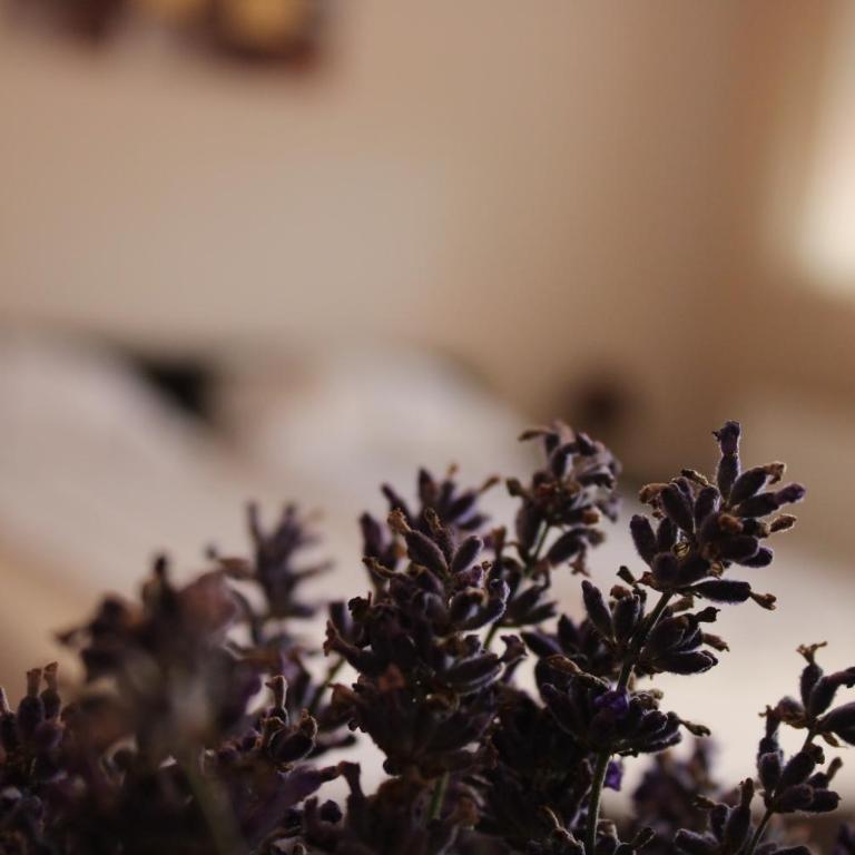 Momo's studio apartment Subotica - Studio Apartment - 11