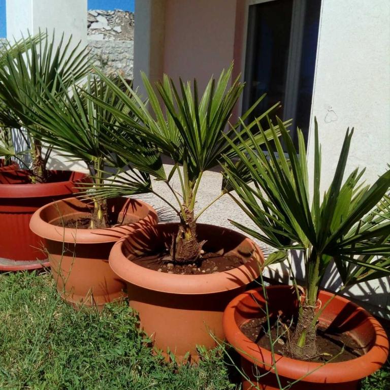 Sun garden apartment - Premium Apartman sa 1 Spavaćom Sobom - 46