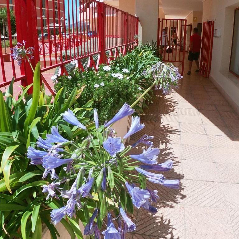 Holiday apartment Amatista - Apartamento de 1 dormitorio - 3