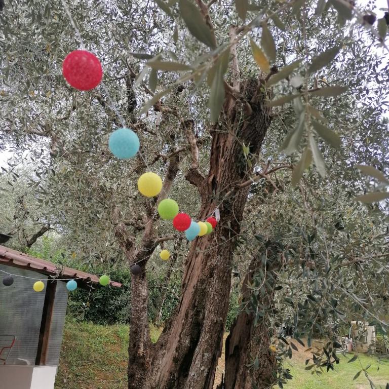 Casina Versilia - Studio-Apartment - 2