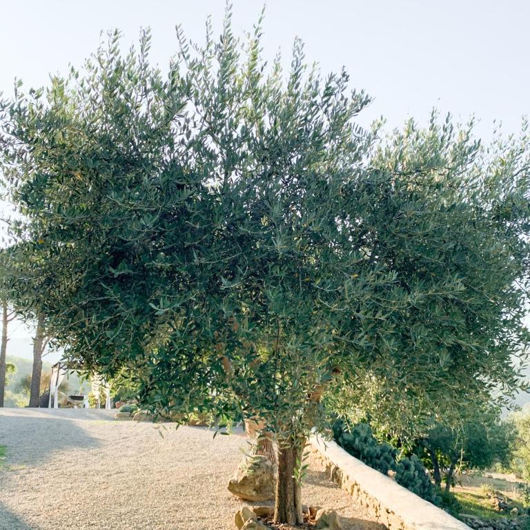 Villa Montanare - romantic escape Tuscany - Suite con Vista Giardino - 12