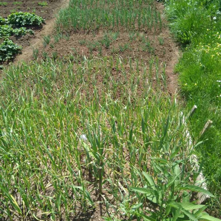 Family farm Jezera - Deluxe Triple Room - 10