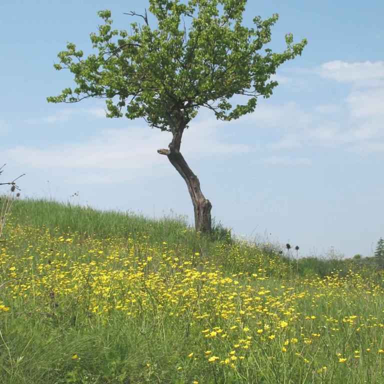 Agriturismo La Torretta - apt 4rooms with pool - Four-Bedroom Apartment - 4