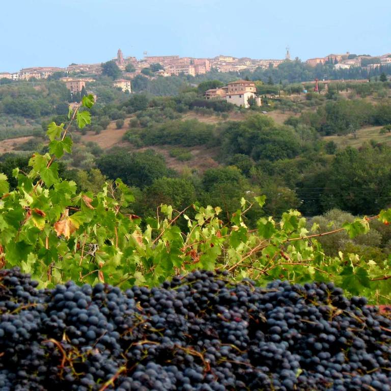 Agriturismo La Torretta - apt 4rooms with pool - Four-Bedroom Apartment - 6