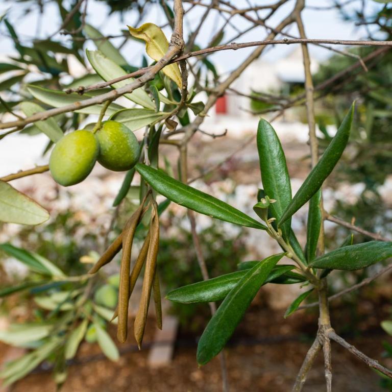 Masseria Mezza Ruota - Appartamento con 2 Camere da Letto - 5