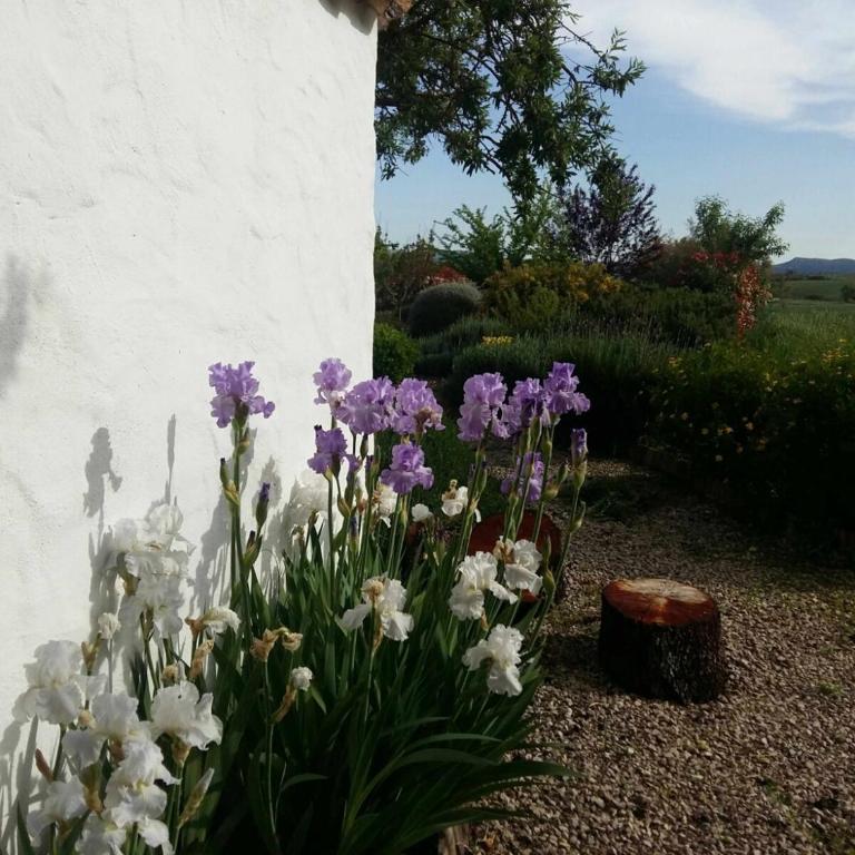 Beautiful Cortijo with pool near Ronda - Villa - 29