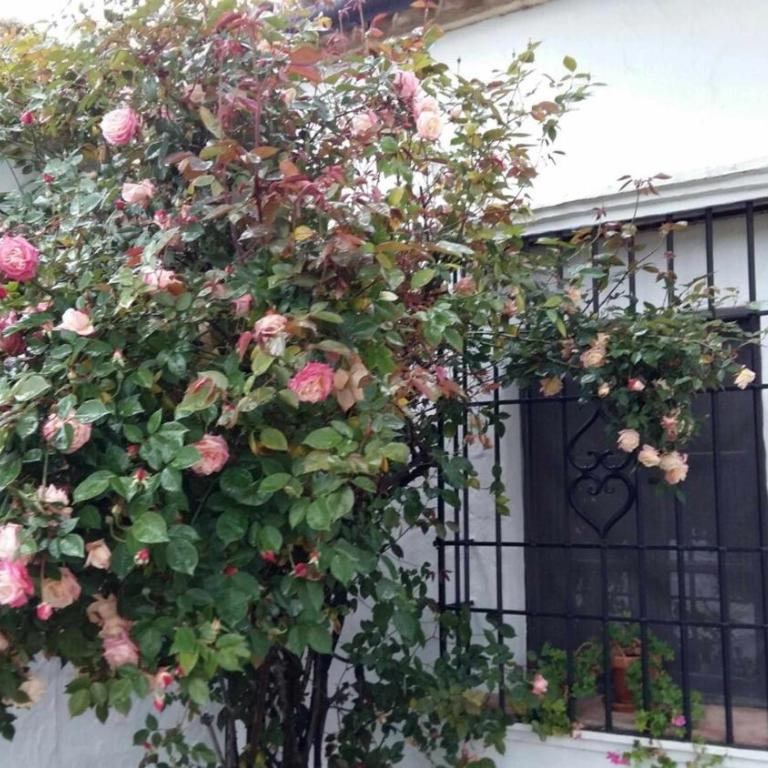 Beautiful Cortijo with pool near Ronda - Villa - 31