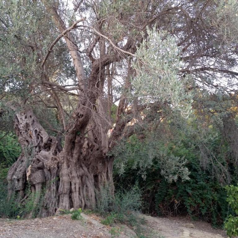 La Villa di Minerva - Villa - 34