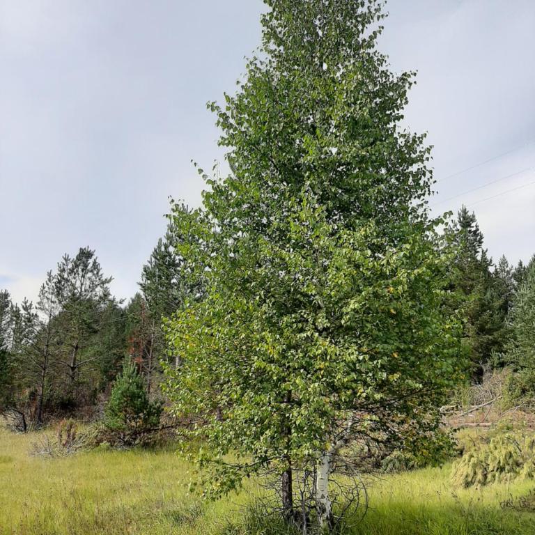 Vikendica Borje - Vacation Home - 30