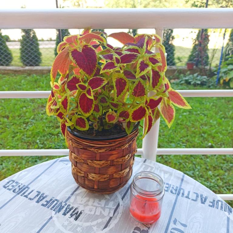 Apartman Sunce - Apartman sa 1 Spavaćom Sobom - 24