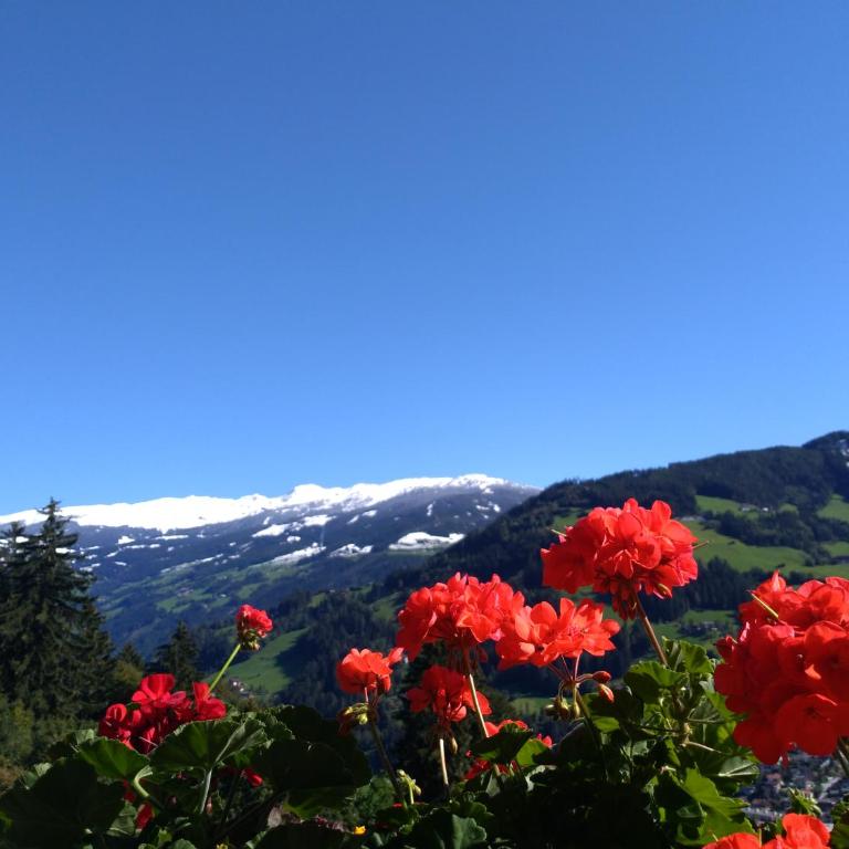 Zillertal Apartment mit Traumausblick - Haus Kirchler - Apartment mit 1 Schlafzimmer - 59