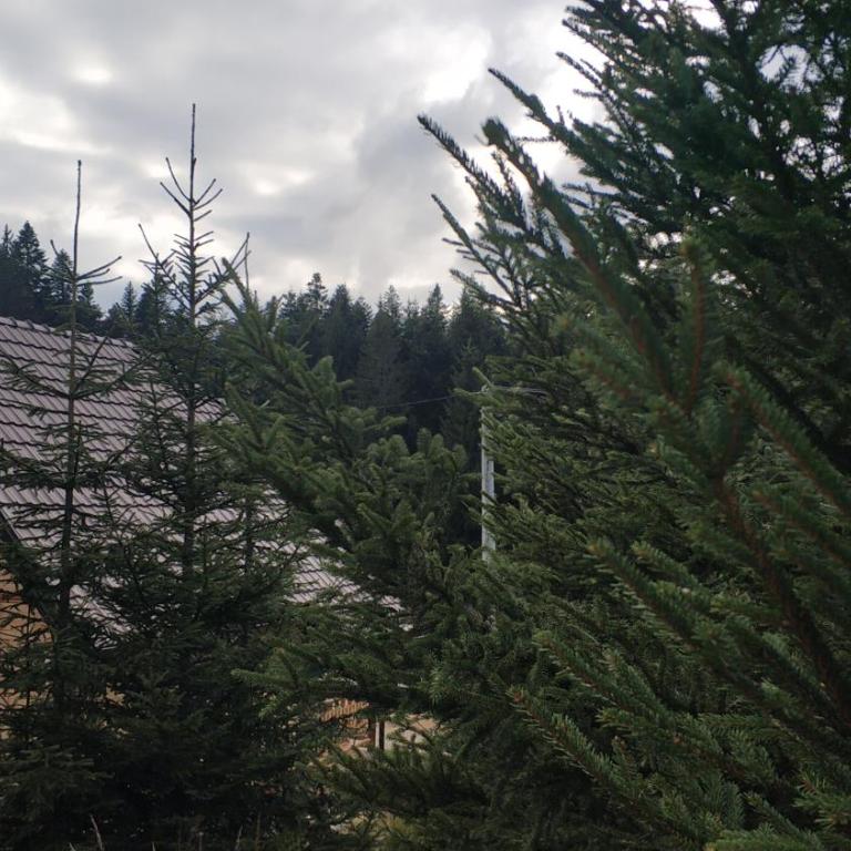 Brvnara Dolina jela - Kuća sa 3 Spavaće Sobe - 26