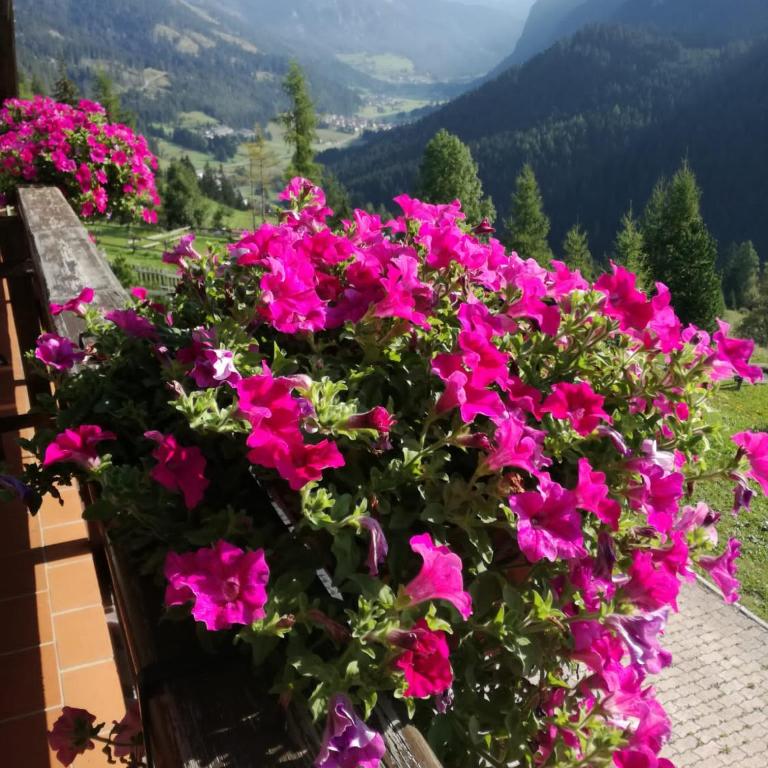 Chalet Relax - Appartamento - 16