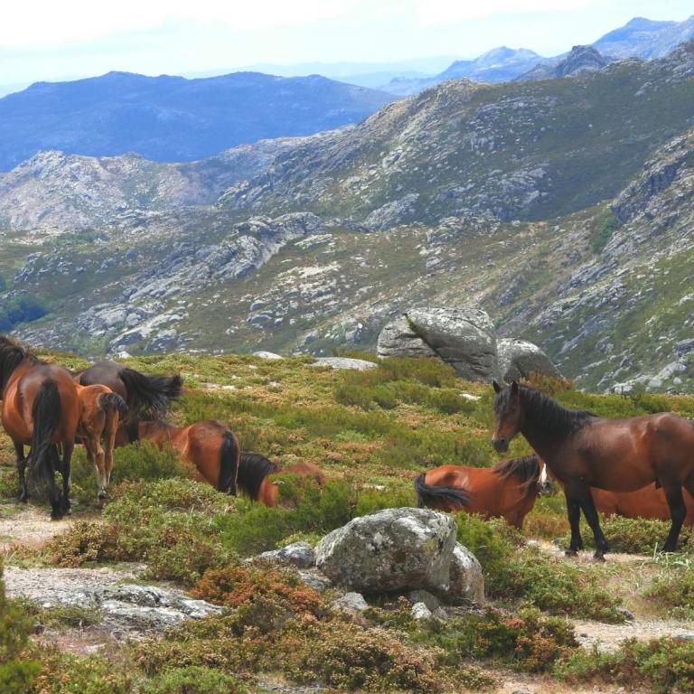 Casa MiraXurés con vistas a la Sierra del Xurés - Casa - 85