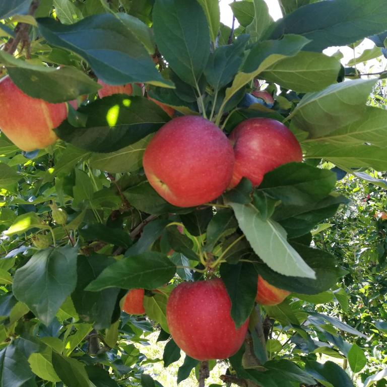 Ansitz Grustdorf - Appartamento con Terrazza - 5