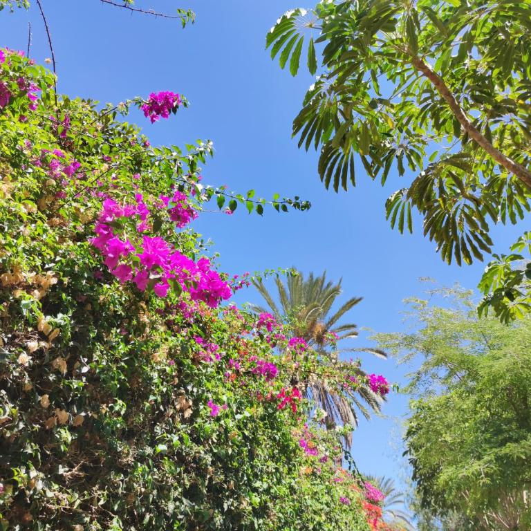 Villa Zinnia - Casa de 3 dormitorios - 32