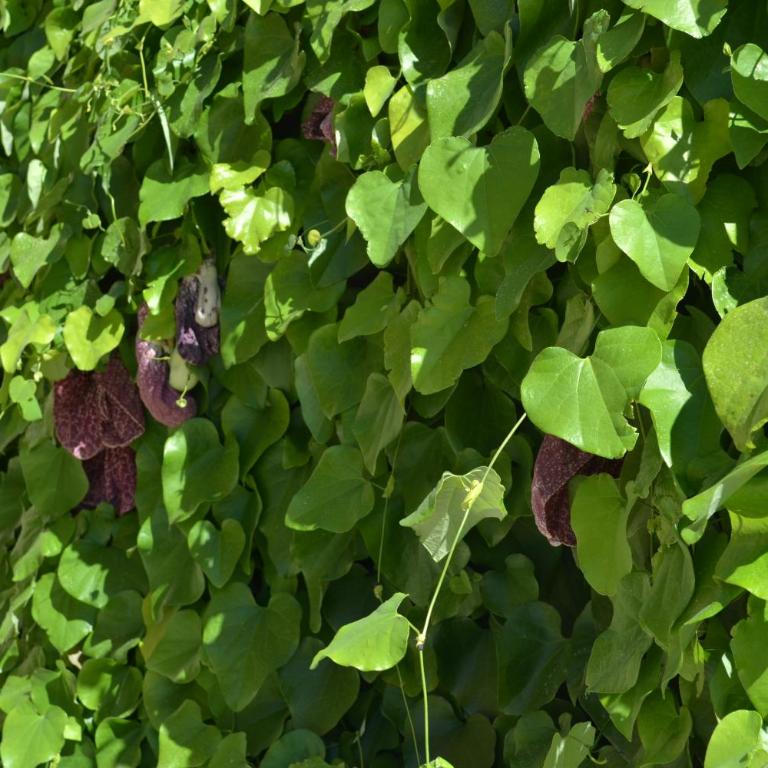 Antica Masseria Timparuci - Appartamento con 1 Camera da Letto - 31