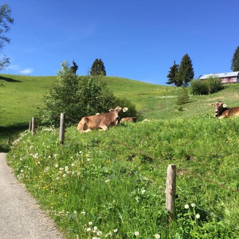 Sehnsucht Allgäu - Apartment - 15