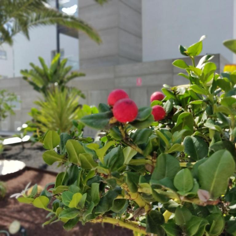 Casa Federica - Apartamento de 1 dormitorio - 29