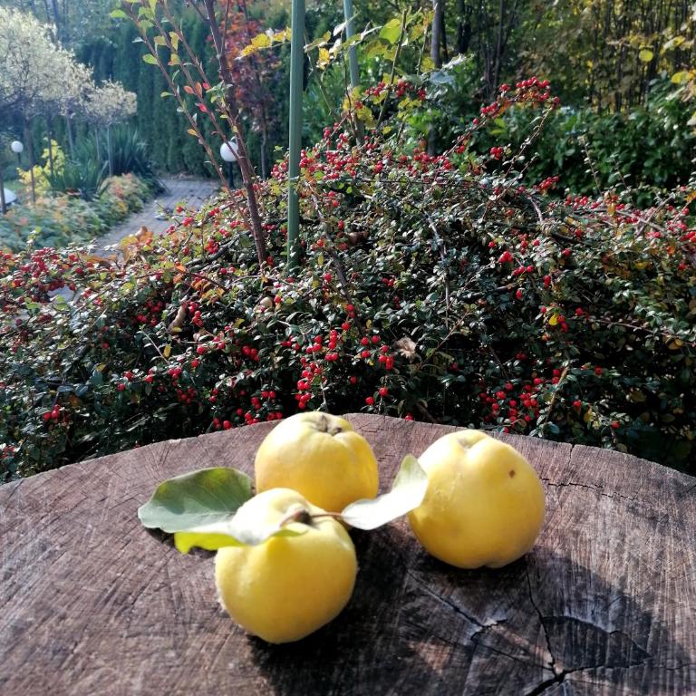 Apartment Carolija Zlatibor - Apartman sa 1 Spavaćom Sobom i Kaminom - 48