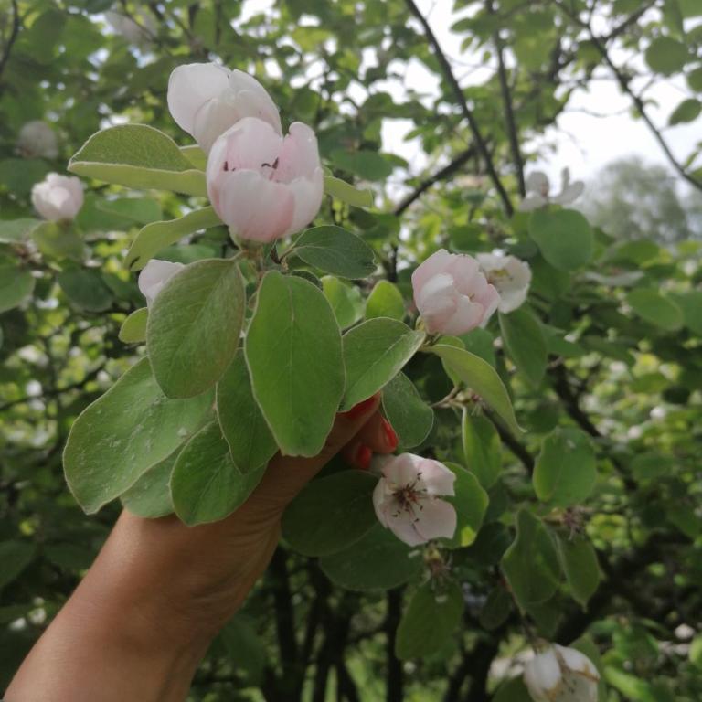 Apartment Carolija Zlatibor - Apartman sa 1 Spavaćom Sobom i Kaminom - 43