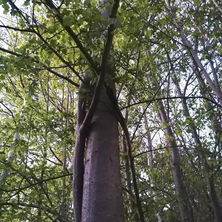 Apartment Carolija Zlatibor - Apartman sa 1 Spavaćom Sobom i Kaminom - 44