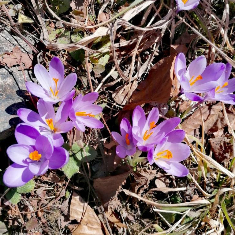 Apartment Carolija Zlatibor - Apartman sa 1 Spavaćom Sobom i Kaminom - 40