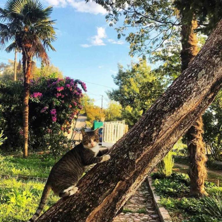 Holiday Home Nives - Villa with Sea View - 2