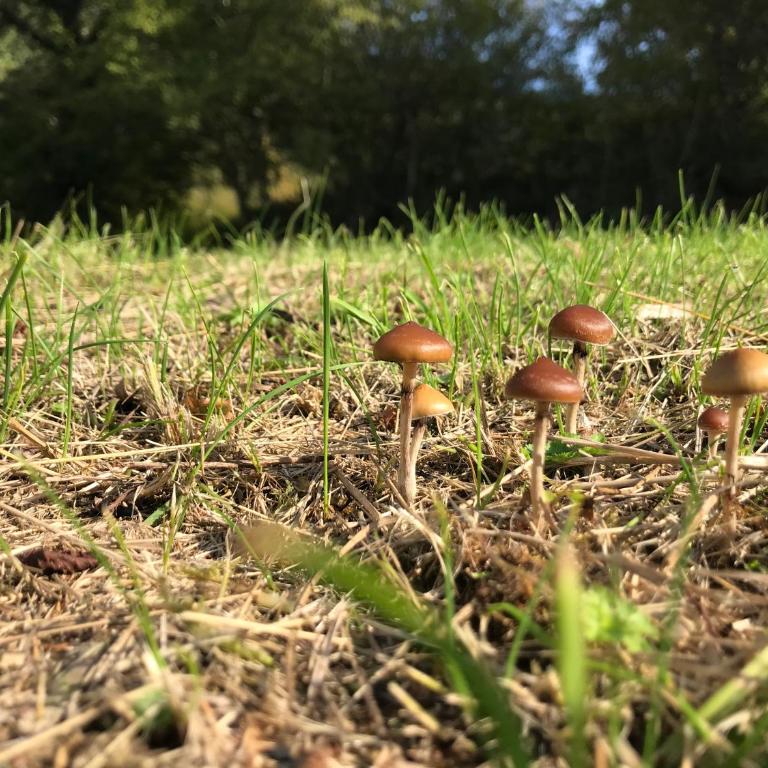 Etno village Mihailovic II - One-Bedroom Apartment - 71