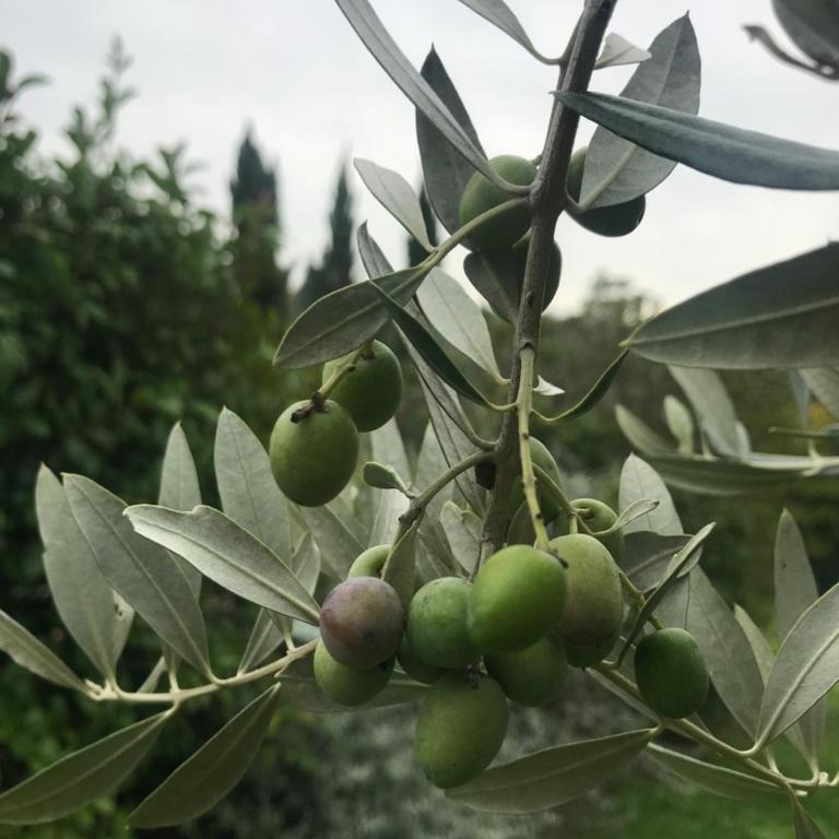 B&B Il Pettirosso di Siena - Appartamento con 1 Camera da Letto - 12