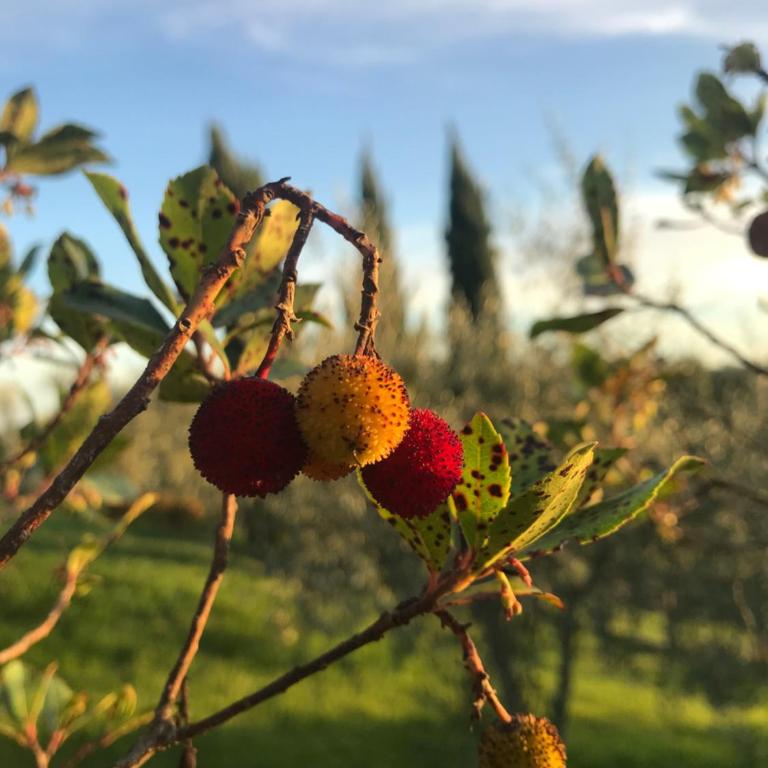 B&B Il Pettirosso di Siena - Appartamento con 1 Camera da Letto - 15