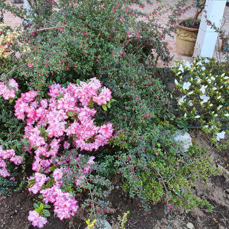 Cabañas Llancahue - Two-Bedroom Bungalow - 4