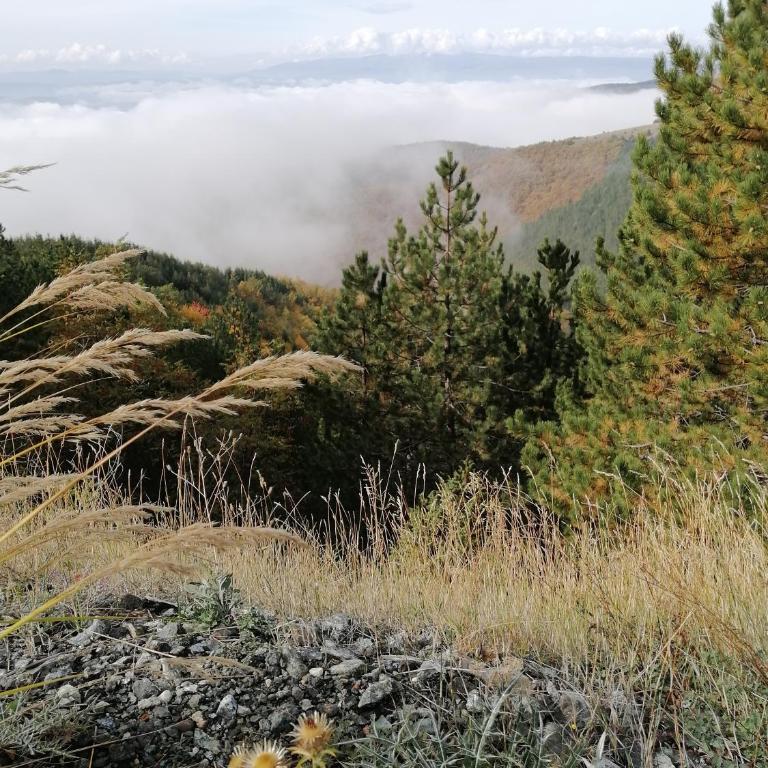 Milmari P39 Kopaonik - Apartment with Mountain View - 21