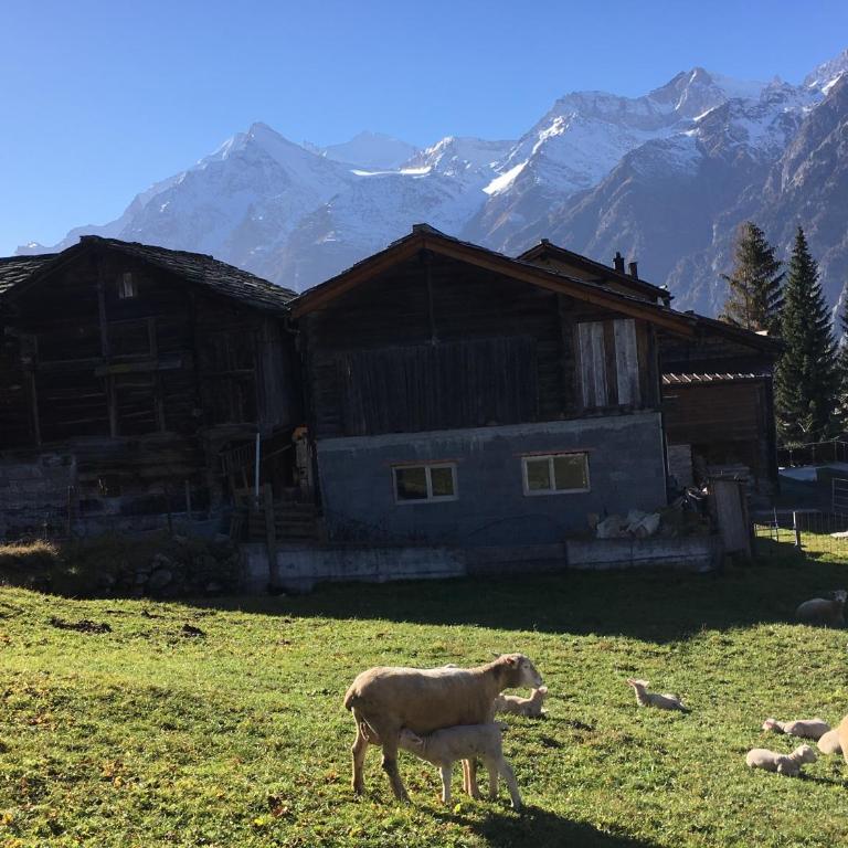 Chalet Safran - Apartment mit 3 Schlafzimmern und Bergblick - 10