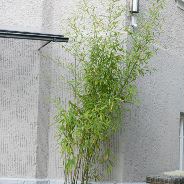 Family Wellhouse Green Garden direct in Salzburg, sunny big garden, up to 16 pax, bikes for free, BBQ, sunbeds, parking for free, 15 min sound of music - Villa - 53