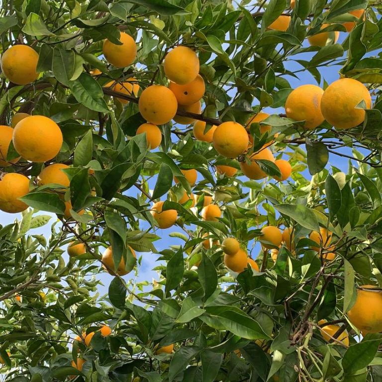 Dimora Le Zagare - Appartamento - 15