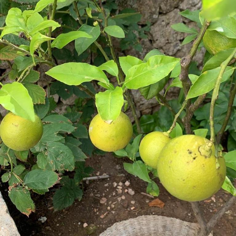 Dimora Le Zagare - Appartamento - 14