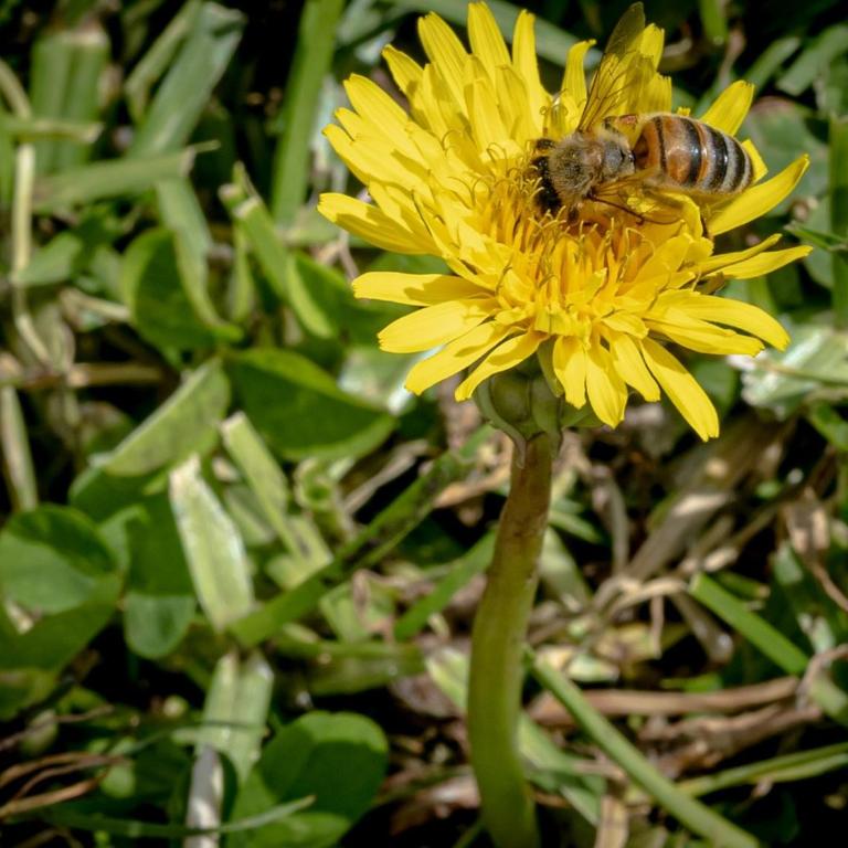 Espectacular cabaña campestre con granja - Three-Bedroom House - 46